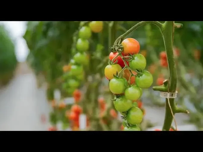 Habanero farming and why hydroponic farming is becoming popular in kenya - Youth in Agriculture