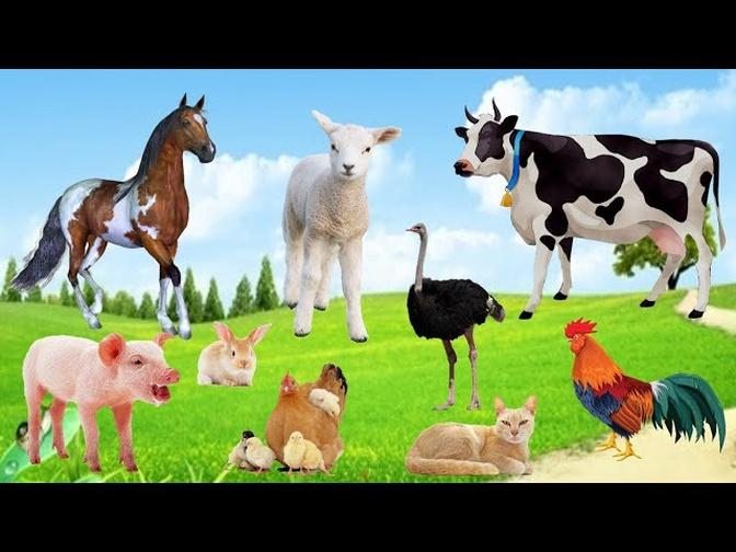 -Farm Animals, Cow, Pig, Chicken, Duck, Goat, Sheep, Horse, Animal Sounds