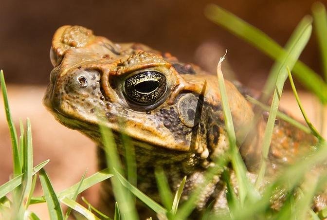A Secret War Between Cane Toads and Parasitic Lungworms Is Raging Across Australia