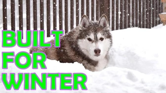 SIBERIAN HUSKY ｜ How they survive in cold weather