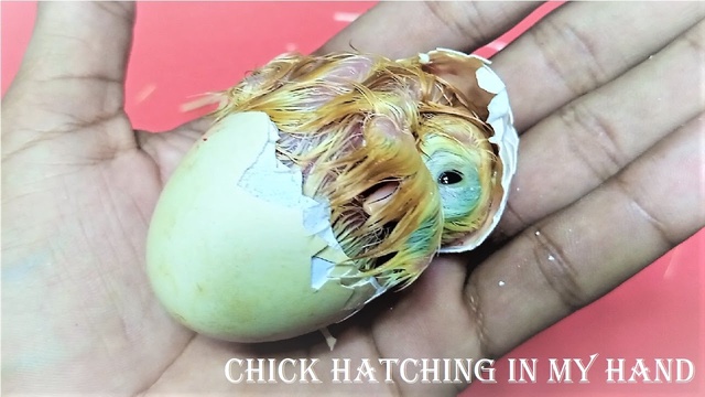 baby chicken in egg