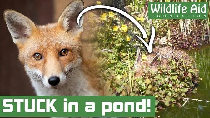 Fox needs rescue after getting STUCK in a pond