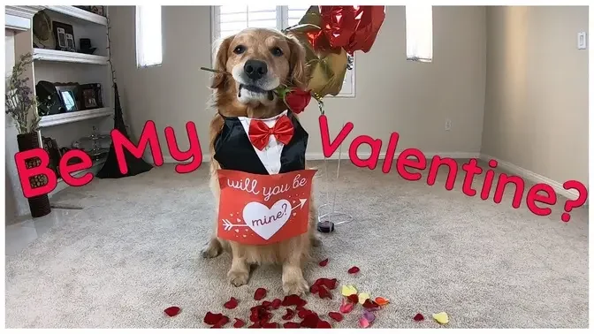 Golden Retriever Wants To Be Your Valentine | Oshies World