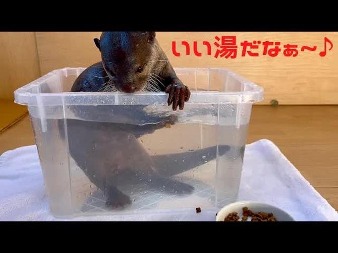 お上品に部屋でお風呂ご飯を堪能するカワウソ！An otter who elegantly enjoys bath rice in his room!
