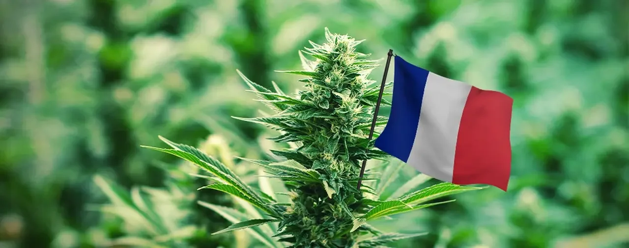 Le Statut Légal du Cannabis en France : État des Lieux et Perspectives