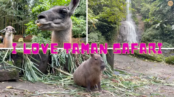 I Love Taman Safari #springintotravel #tamansafari #indonesiaku