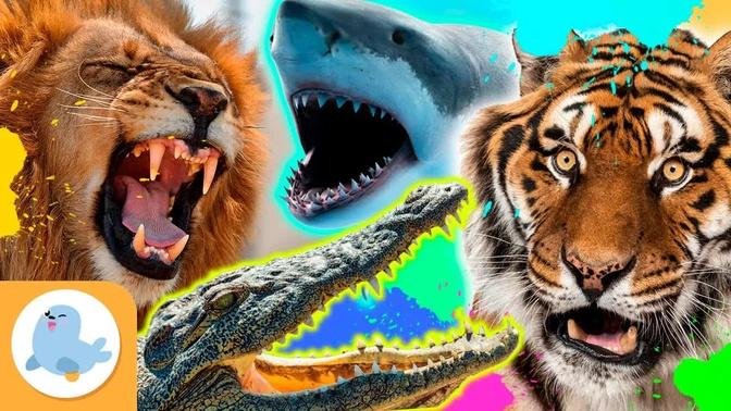 The MOST FEROCIOUS ANIMALS in the world 🦁🐯🦈🐊 LIONS, TIGERS, SHARKS, AND CROCODILES 🌿 COMPILATION