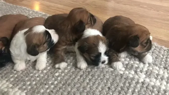 Shichon Puppies at 3 weeks! @StonyRidge Puppies