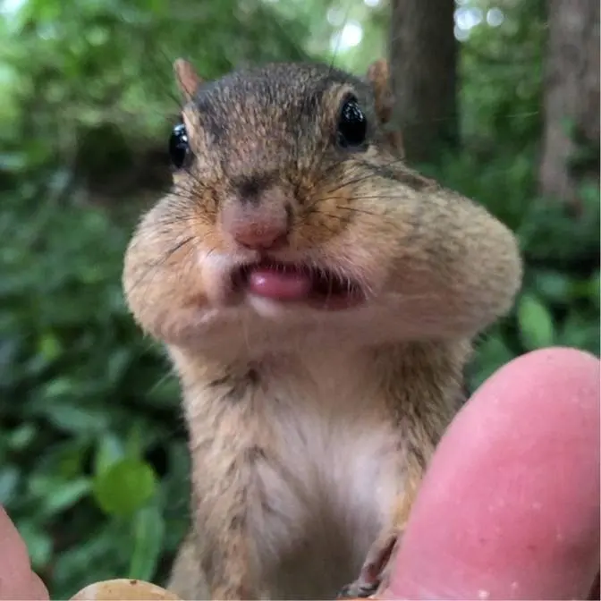 ChipmunksofTikTok