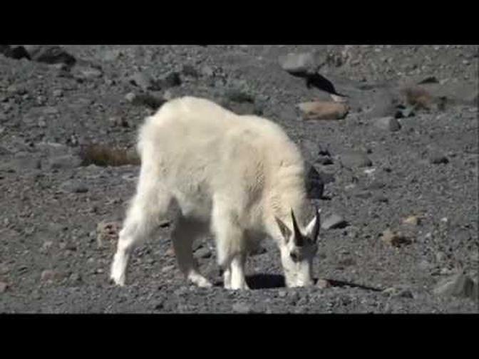 Mountain Moment: Mountain Goats