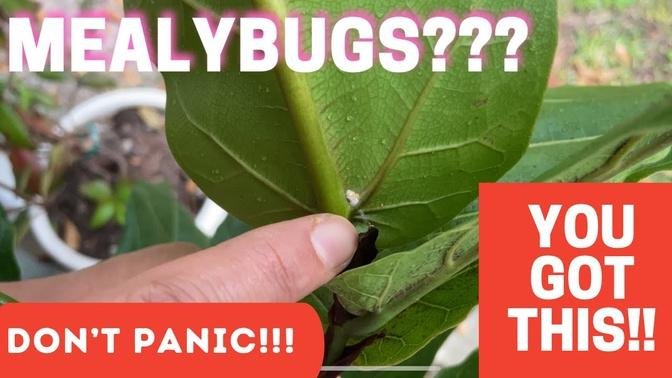 MEALYBUGS??? DONT PANIC!!! You Got this!! It’s So Easy!!!