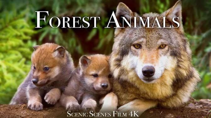 Beautiful nature - Forest Animals 4k - Amazing World of Forest Wildlife | Scenic Relaxation Film