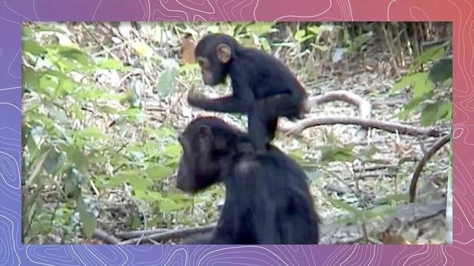Excitement in the Chimpanzee Troop