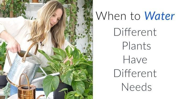 How I Water My Plants! | Watering by Example