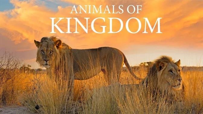 Lion : King of Africa 4KRelaxing Music With Video About African Wildlife