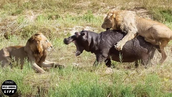 Impossible ! Hippo Fights Fiercely With Lions To Protect Lion Cubs | Wild Animal Life