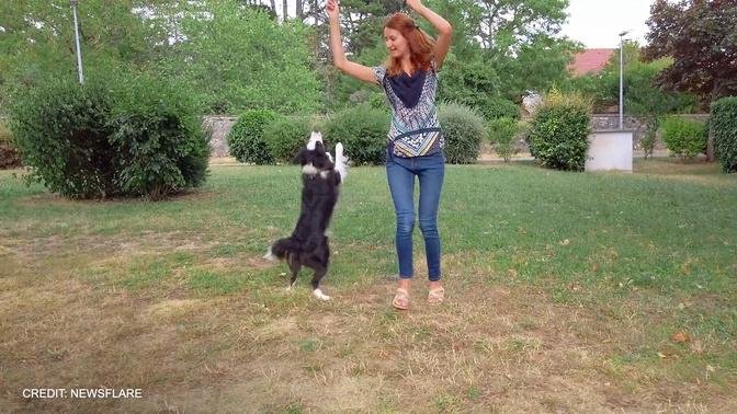 Amazing 2 years old border collie dog is showing off her dancing skills and making synchronized tric