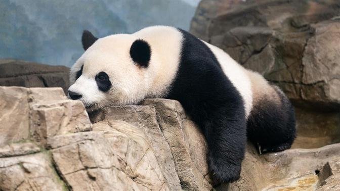 China Plans to Send Two New Pandas to San Diego Zoo | Articles