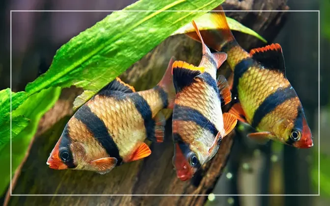 Top 5 Best Colorful Freshwater Aquarium Fish Combinations (With Pictures)