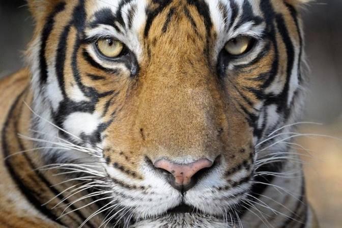 What India Is Doing to Reduce Man-Eating Tiger Attacks
