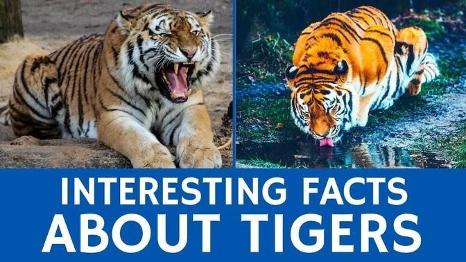 All about Tigers - Interesting Facts and Educational Animal Information for Schools