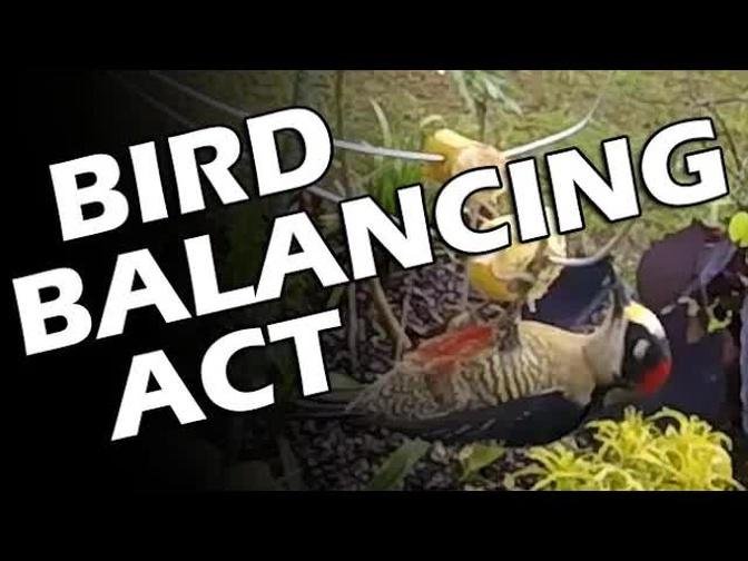Bird Balancing Act in Costa Rica