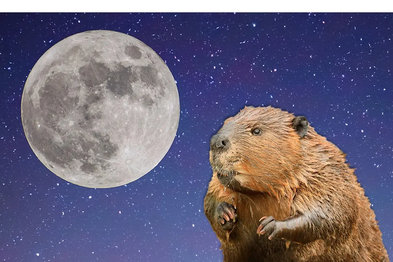 The Final Supermoon of the Year: The Beaver Supermoon Peaks on November 15—Here’s What You Need to Know