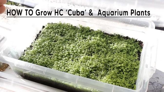 HOW TO Grow HC Cuba Your Aquarium Plants Emers Videos Small