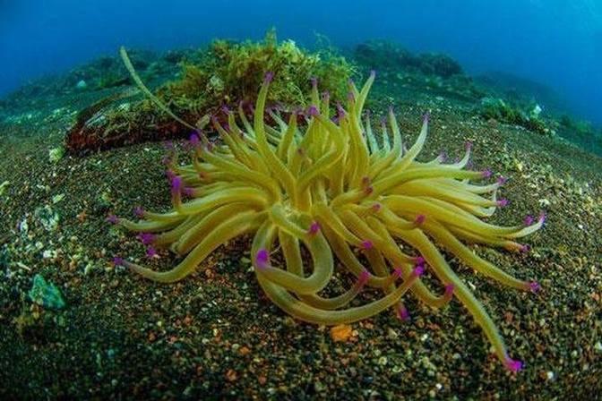 Diving and Snorkeling