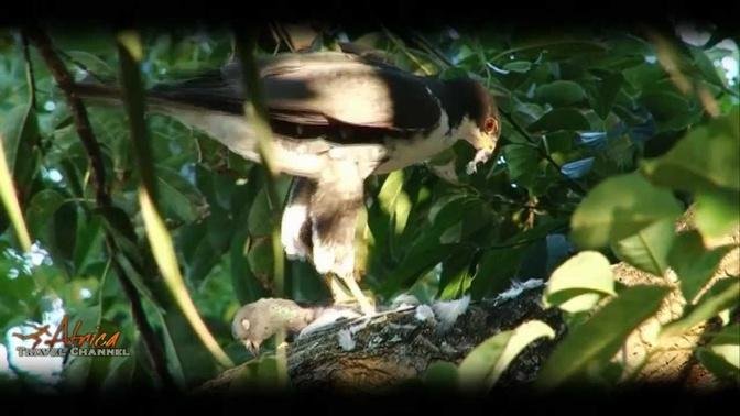 Birds of Prey - Falcon Eating a Pigeon