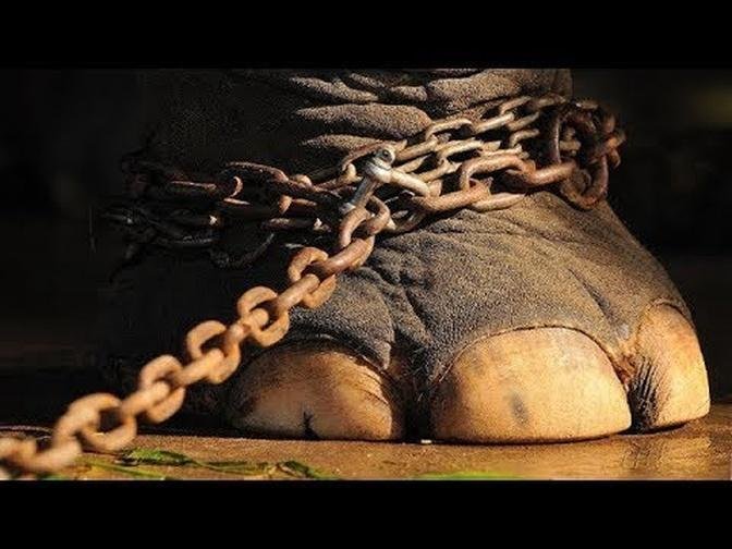 This Elephant Was In Chains For 50 Years. Just Watch What It Did Once It Was Freed!