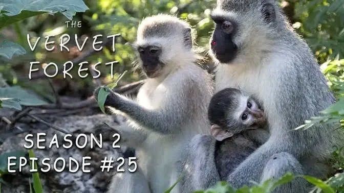 30+ Orphan Baby Monkeys Adopted By Moms This Baby Season - Vervet Forest - Season 2 Final Episode