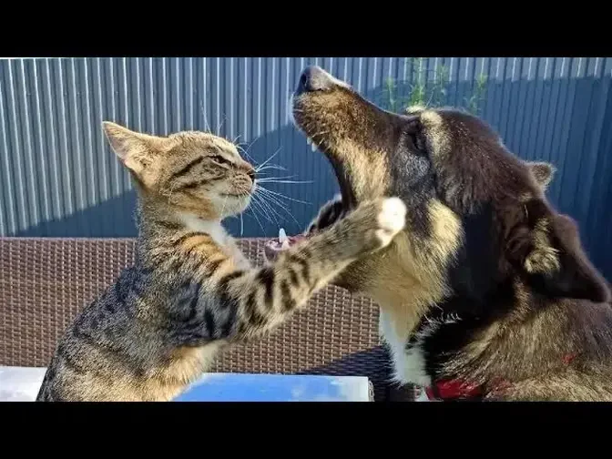 Funny animals - Funny cats / dogs - Funny animal videos 263