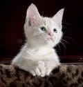 Funny cute Cats