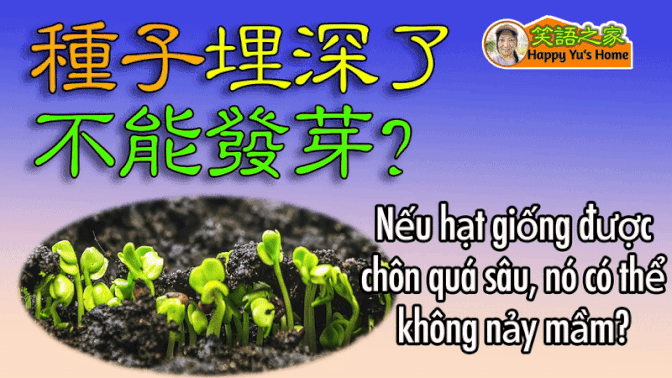 【Thật vậy sao?】Hạt giống - Chôn quá sâu thì không thể nảy mầm🌱?