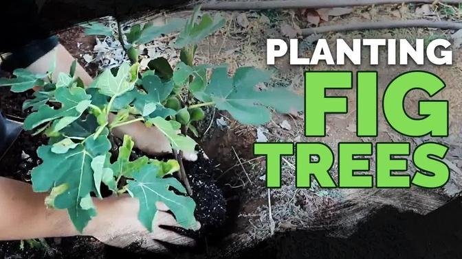 Planting a Fig Tree 101