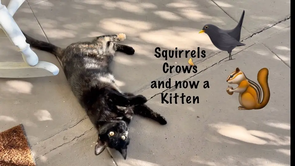 First came the Squirrel, then the Crows, and this morning I found a Kitten on my porch #WinterBeautyS2 #GJWPets #Cute