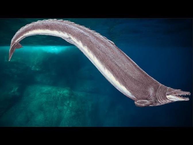 Whale Evolution and the Giant Oceanic Predators it Created