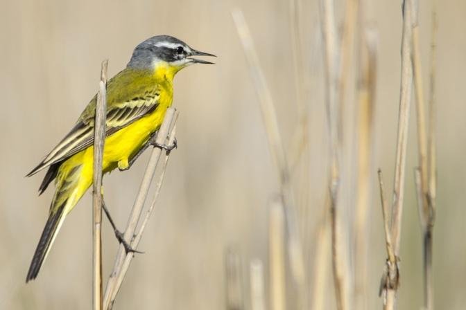 Birds Seek Justice: The Spiritual Bond Between Humans and Animals