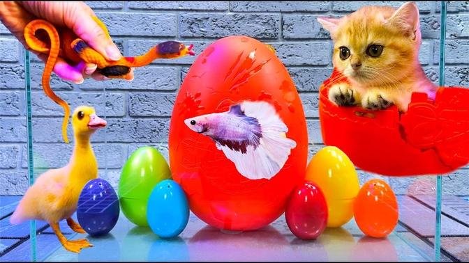 Colorful Surprise Eggs, Duckling, Kitten, Betta Fish, Frog, Snake, Goldfish, Koi Fish, Guppy Fish