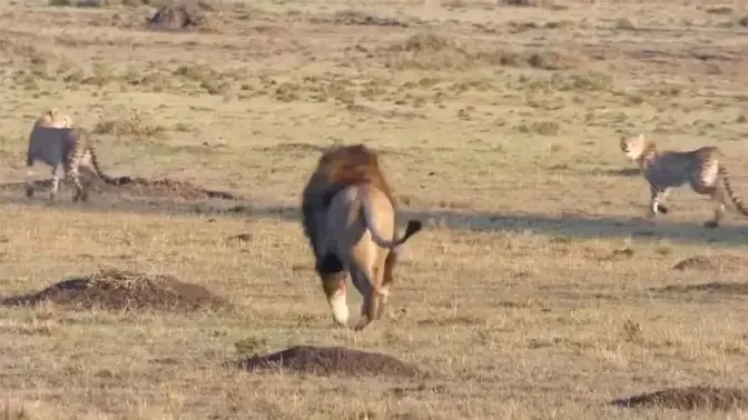 Male lions chasing cheetahs