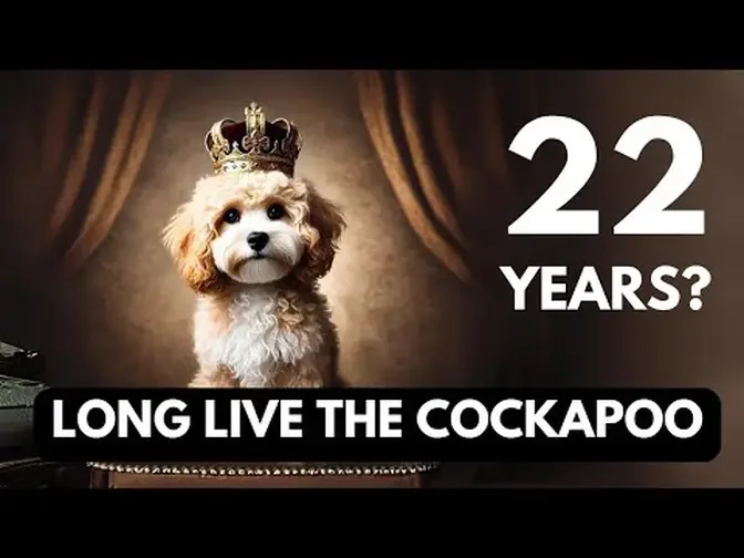 Cockapoo Lifespan: How Long Do Cockapoos Live? Discover the Secrets to a Long, Happy Life! |