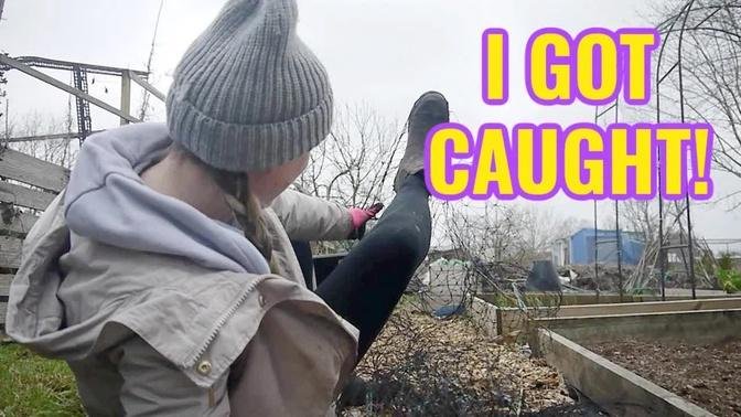 I GOT CAUGHT... IN A NET / EMMA'S ALLOTMENT DIARIES / MARCH 2021