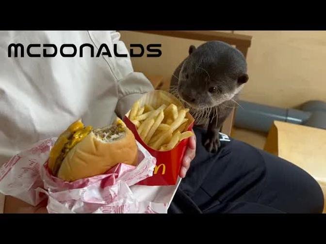 カワウソの前でマクドナルドのハンバーガーを食べてみた！笑I ate a McDonald's hamburger in front of an otter! Lol