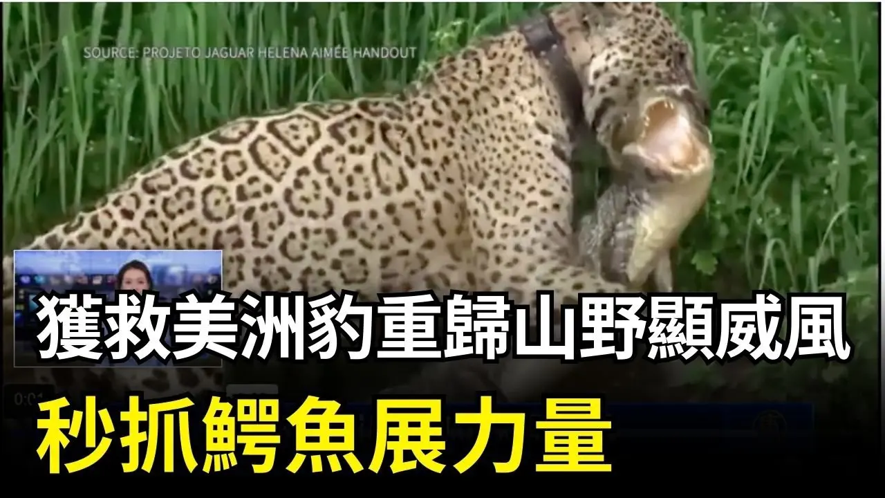 輕鬆一刻：獲救美洲豹重歸山野顯威風 秒抓鰐魚展力量｜ #新唐人電視台