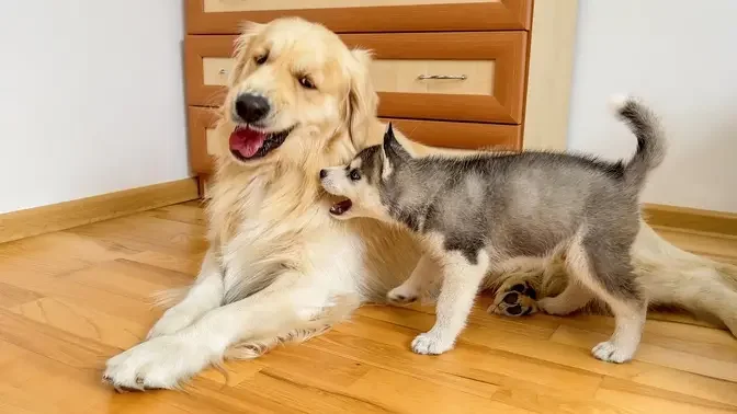 Fearless Husky Puppy Attacks Gentle Golden Retriever!!