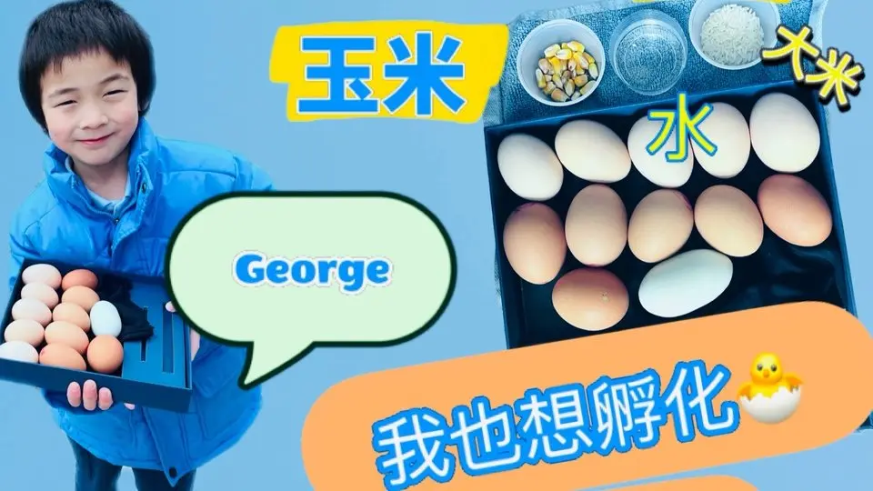 6歳の双子の兄ジョージは、ヒヨコ🐣を孵したいと思っているよ😃