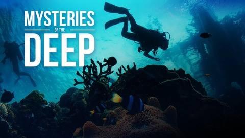 S1E17 Sea Turtles