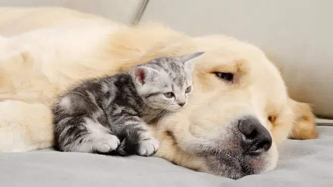 Kitten Completely Smitten With Golden Retriever From The Moment They Meet