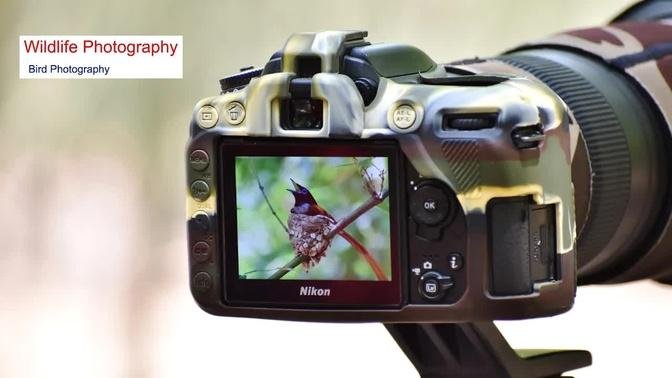 Wildlife Photography | Wildlife photography  Vlog 5 | Behind the scenes wildlife photography |